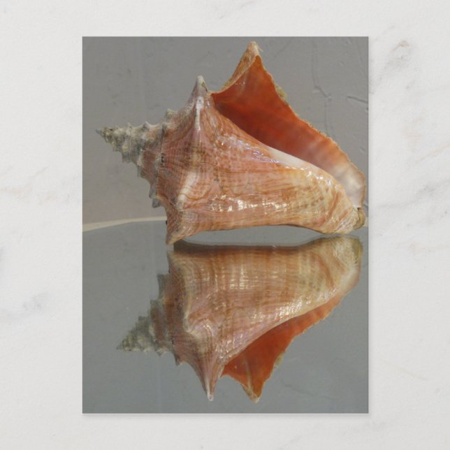 Postal Conch Shell Y Su Reflexión (Anverso)