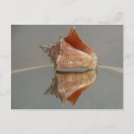 Postal Conch Shell Y Su Reflexión