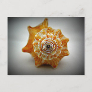 Postal Concha de lucha juvenil