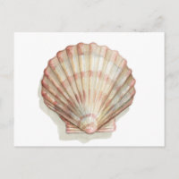 Concha de mar rosa y crema