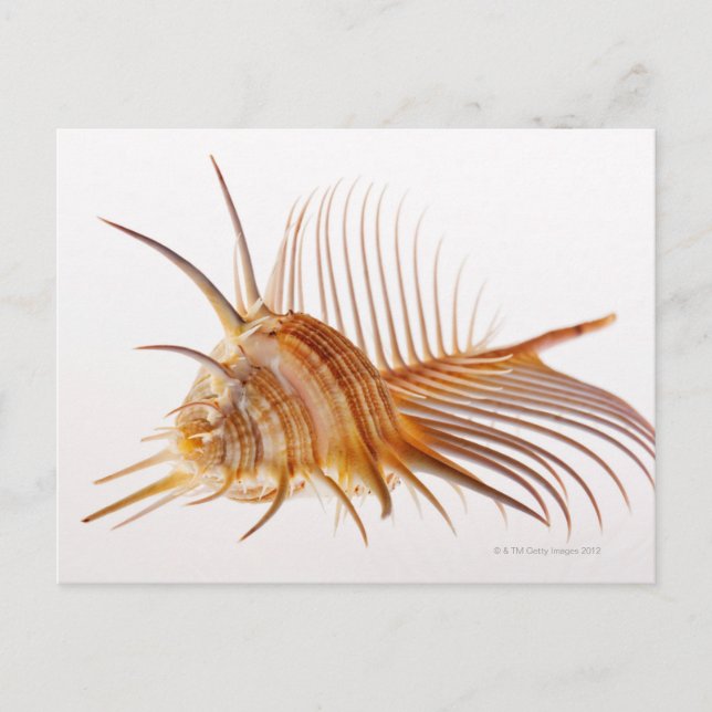 Postal Concha de Venus Comb Murex (pectina de Murex) fren (Anverso)