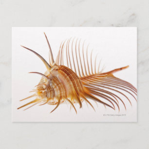 Postal Concha de Venus Comb Murex (pectina de Murex) fren