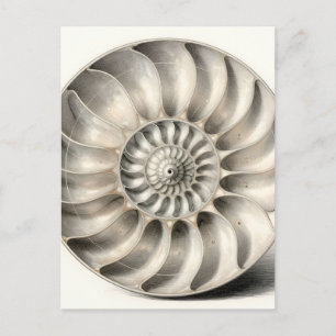 Postal Concha Espiral Geométrica Nautilus Metálico