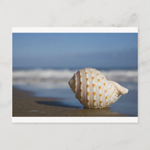 Postal Concha marítima de playa