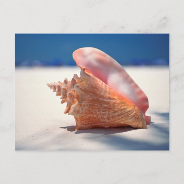 Postal Concha Shell en la playa 2 (Anverso)