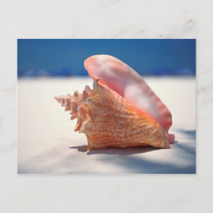 Postal Concha Shell en la playa 2