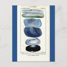Postal conchas azules vintage arte botánico de playa fran