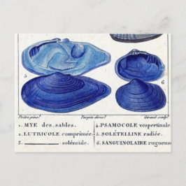 Postal conchas azules vintage arte botánico francés oceán