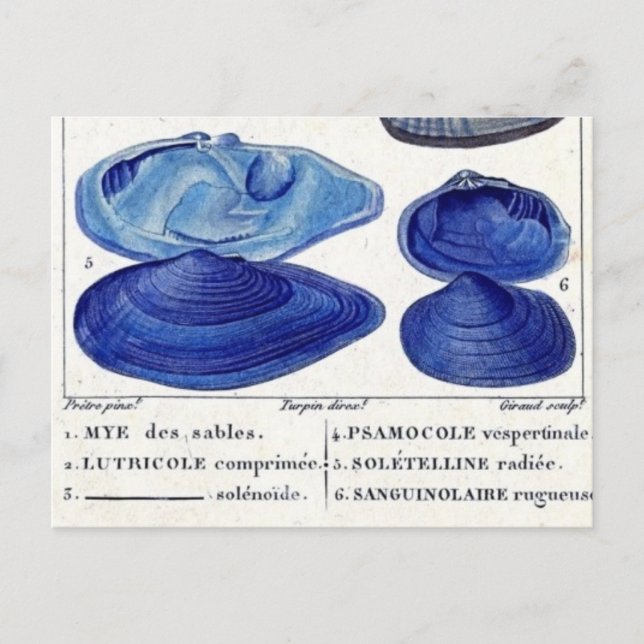 Postal conchas azules vintage arte botánico francés oceán (Anverso)