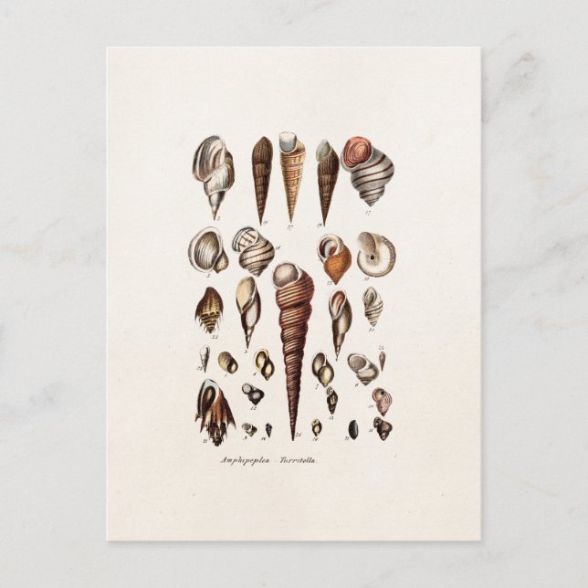 Postal Conchas de mar antiguas personalizadas Retro Auger (Anverso)