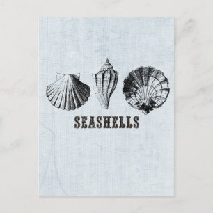 Postal Conchas de mar vintage