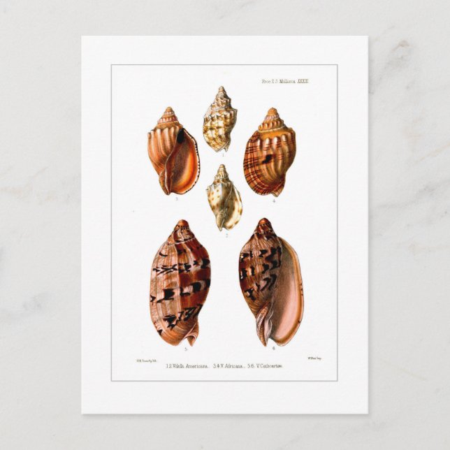 Postal Conchas de volumen (Anverso)