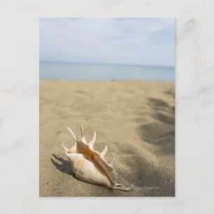 Postal Conchas en la playa de arena