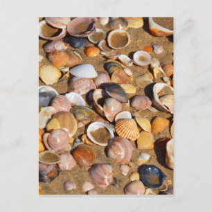 Postal Conchas En Una Playa De Arena Andalucía, España