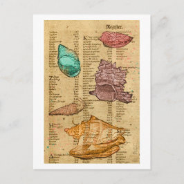 Postal conchas marinas