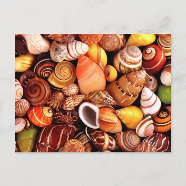 Postal conchas marinas (Anverso)