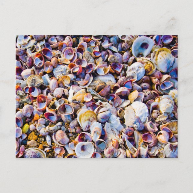 Postal conchas marinas cerca de la orilla del mar (Anverso)