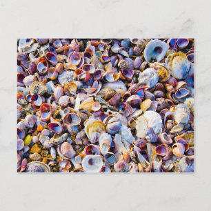 Postal conchas marinas cerca de la orilla del mar