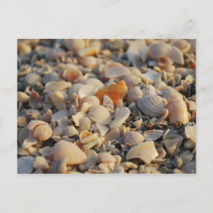 Postal conchas marinas en Florida Beach
