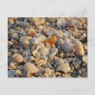 Postal conchas marinas en Florida Beach