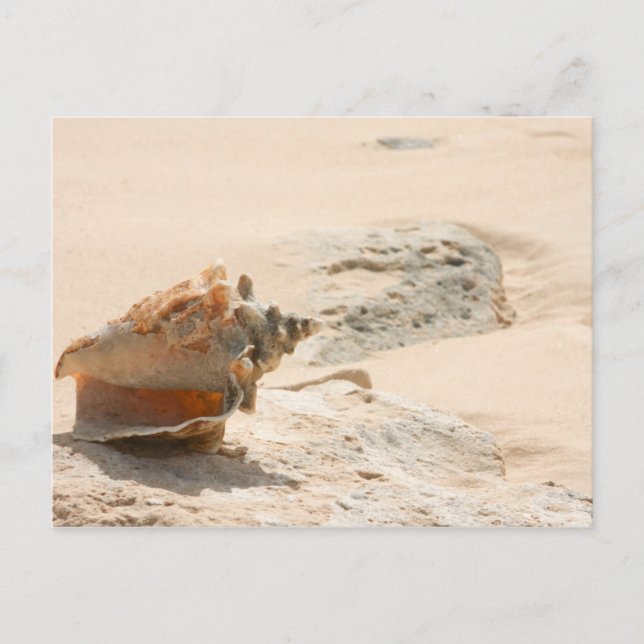 Postal conchas marinas en la playa (Anverso)