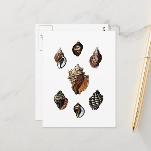 Postal Conchas vintage (Anverso/Reverso In Situ)