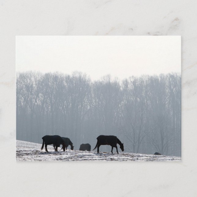 Postal Condado de Chester, Pa (Anverso)