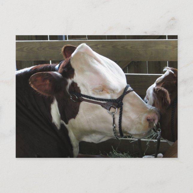 Postal Condado de Feria de Vaca (Anverso)