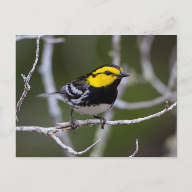 Postal Condado de Kinney, Texas. Chipe de Cara Dorada (Anverso)