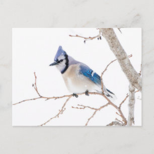 Postal Condado de Wichita, Texas. Arrendajo azul
