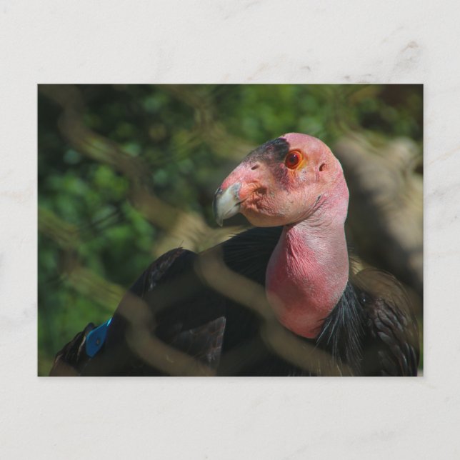 Postal cóndor (Anverso)