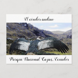 Postal Cóndor Andino Postcard