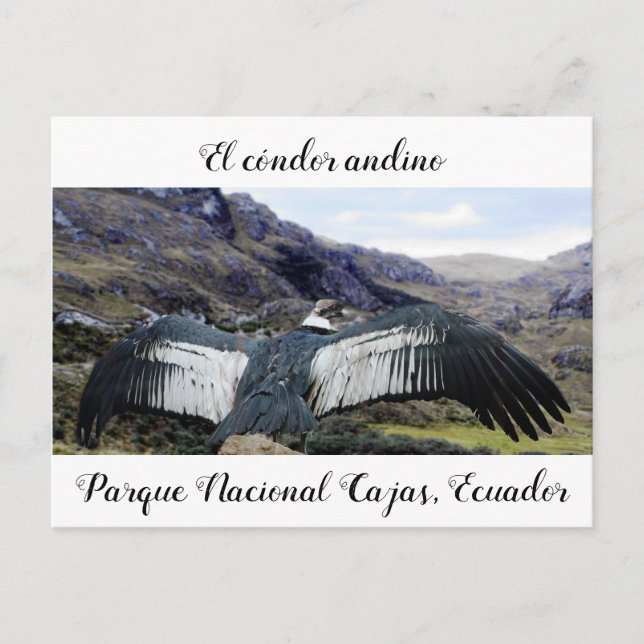 Postal Cóndor Andino Postcard (Anverso)