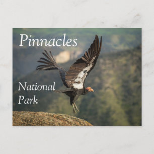 Postal Condor en vuelo, Parque Nacional de los Pinnacles,