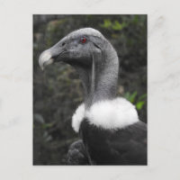 Condor Postcard