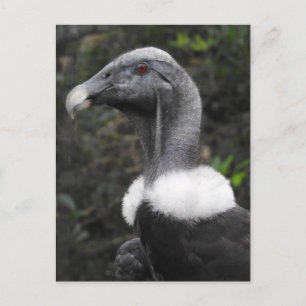 Postal Condor Postcard