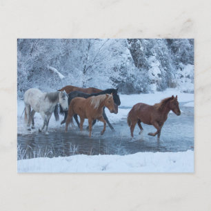 Postal Conducción de caballos en invierno