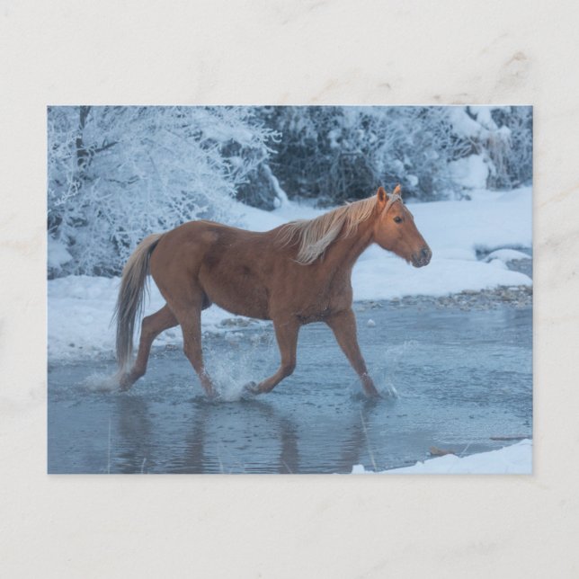 Postal Conducción de caballos en invierno en Hideout Ranc (Anverso)