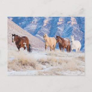 Postal Conducción de caballos vaqueros en el rancho Hideo