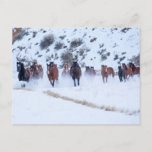 Postal Conducción de caballos vaqueros   Rancho Hideout, 