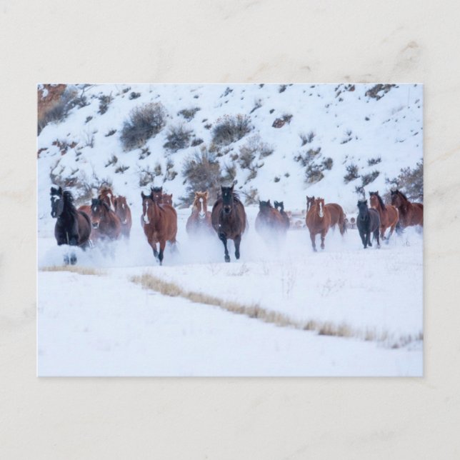 Postal Conducción de caballos vaqueros | Rancho Hideout,  (Anverso)