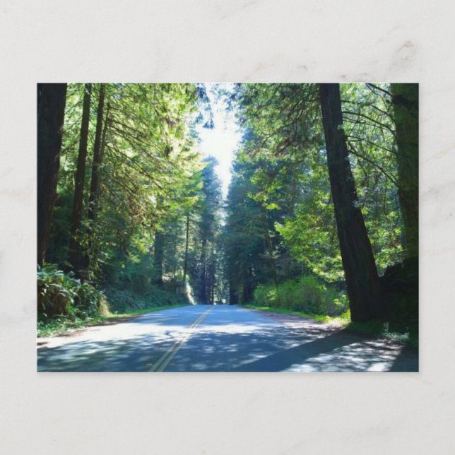 Postal Conducción por el bosque en la ciudad de la Media  (Anverso)