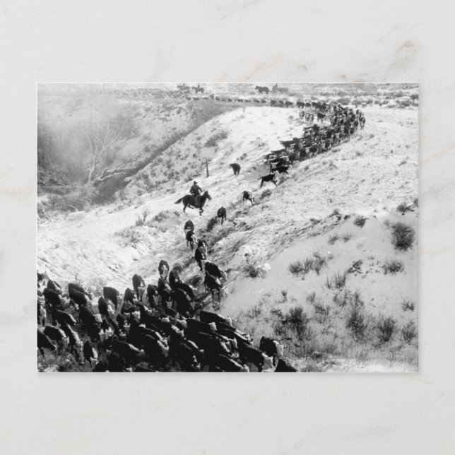Postal Conduciendo ganado en invierno. (Anverso)