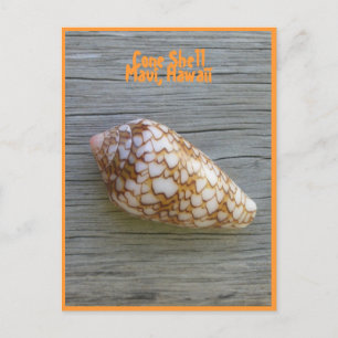 Postal Cone Shell