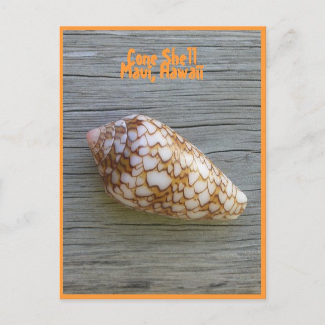 Postal Cone Shell (Anverso)