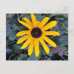 Postal Coneflower 1 - brainfart educado