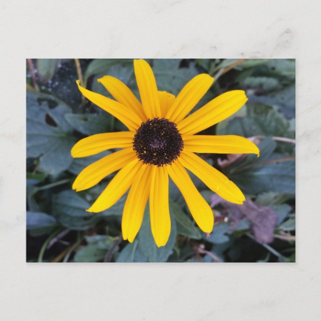Postal Coneflower 1 - brainfart educado (Anverso)