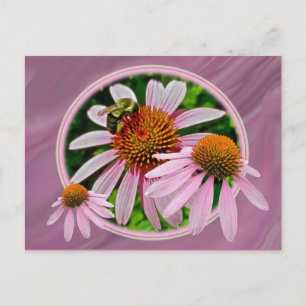 Postal Coneflower y Bee