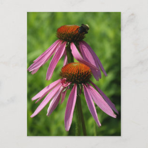 Postal Coneflower y Bee