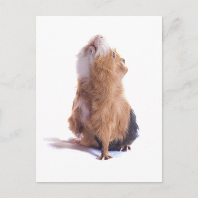 Postal conejillo de guinea, (Anverso)